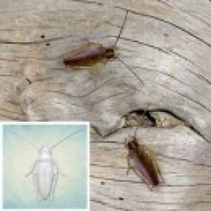 Молд силиконовый Таракан Прусак (M) ARTMD1170